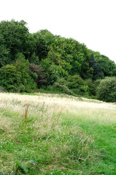 summer meadow and wood