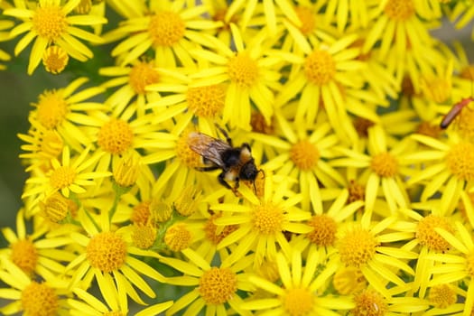 ragwort