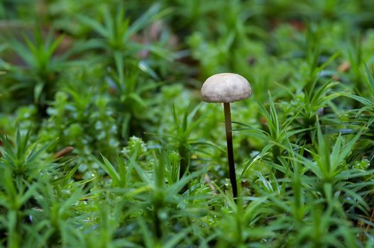 Detail of the garlic marasmius - inedible mushroom