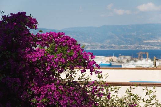 Bougainvillea overlooking Messina strait. Shallow depth of field.