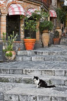 Cat sitting on stone steps in Italian alley