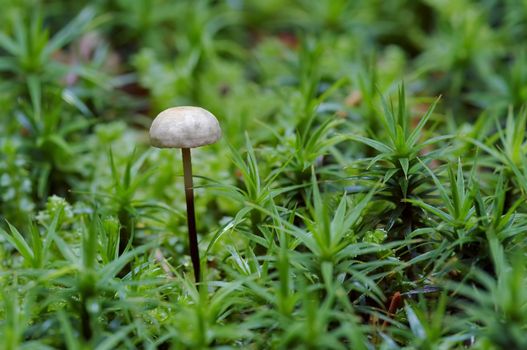 Detail of the garlic marasmius - inedible mushroom