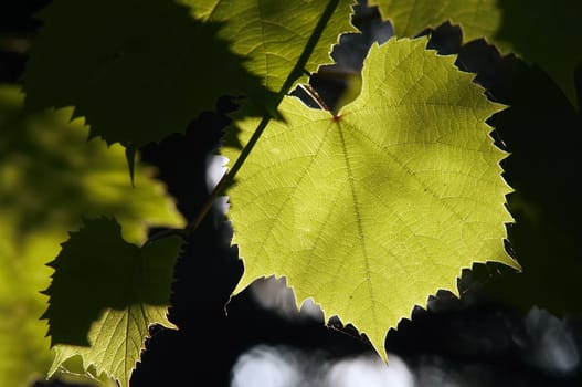 Detail of the leaves of the grapevine in the back lighting - cultivation of the vine