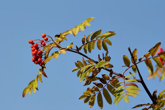 Image of the branch of the sorb apple