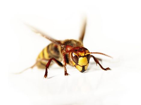 Close-up (macro) of the giant hornet