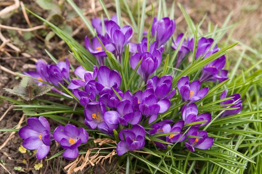 purple crocuses at spring day