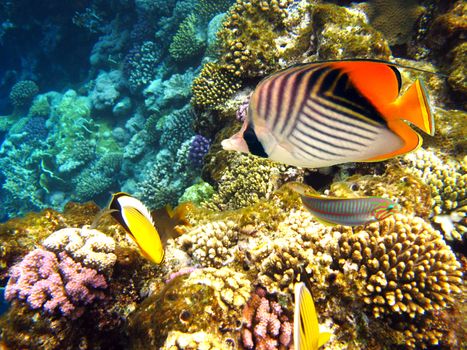 Tropical fishes and coral reef