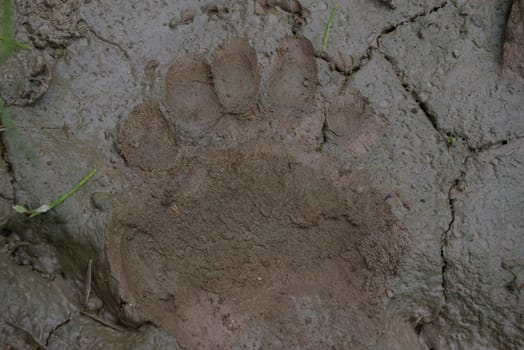 Bear paw print in the mud