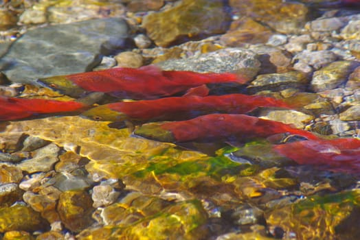 Kokanee fish spawning in a creek