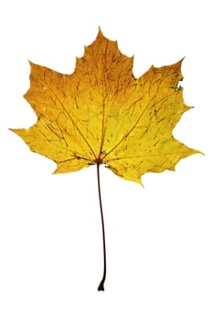 Detail (close-up) of the autumn leaf