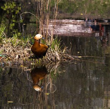 Orange duck reflected in water (roody shelduck)