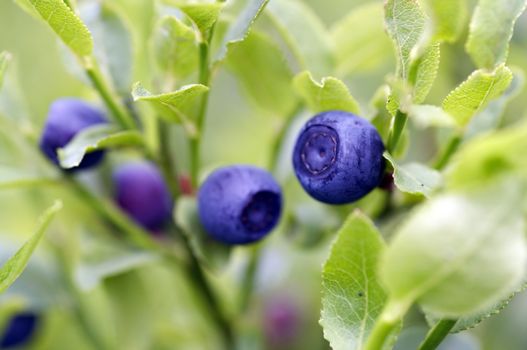 Close-up of the blueberry shrubs - forest product