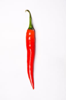 One chili pepper, red on white background