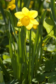 Yellow narcissus on green grass
