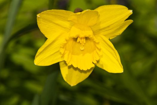 Yellow narcissus on green grass