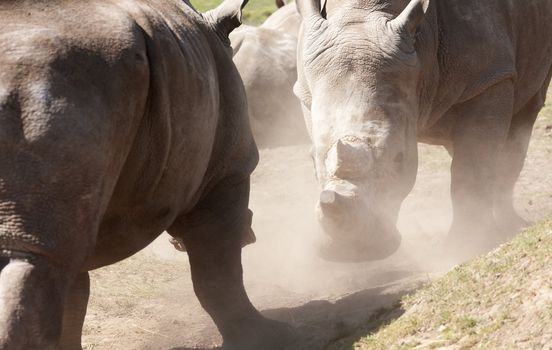 Two Rhinos face to face, fighting kicking up dust