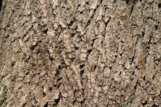 oak bark
