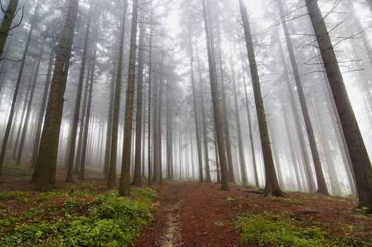 Image of the conifer forest early in the morning - early morning fog