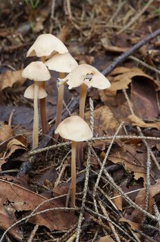 Detail of the garlic marasmius - inedible mushroom