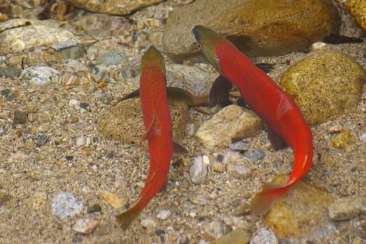 Kokanee fish spawning in a stream