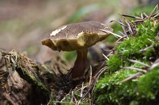 Detail of the edible mushroom - bay boletus