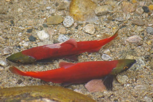 Kokanee fish spawning in a creek