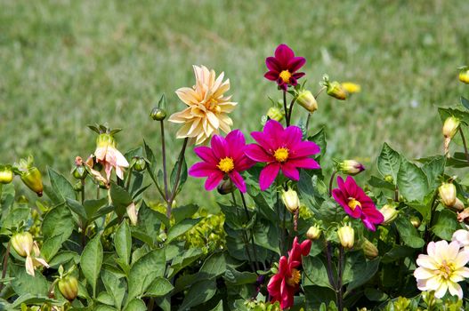 Shot of the garden flowers