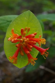 Close-up of a wild honeysuckle plant