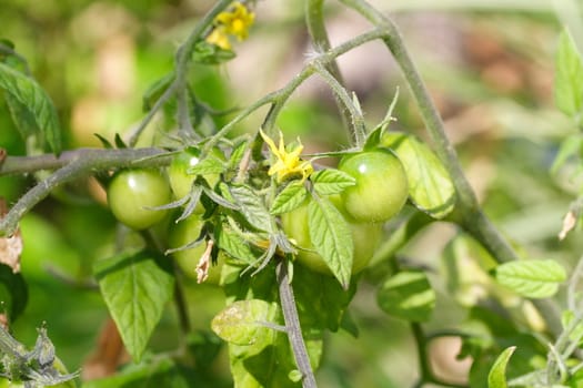 tomato