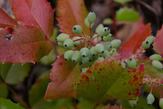 Close-up of an oregon grape plant