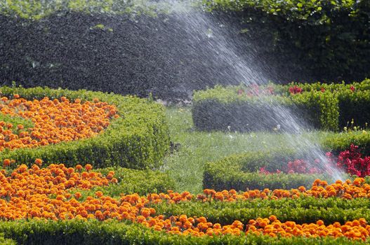 Shot of the watering garden flowers