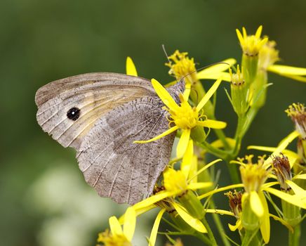 Detail (close-up) of the butterfly - sucker