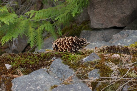 Close-up of a pine cone on a moss covered rock