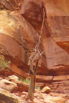 Dead tree in the desert