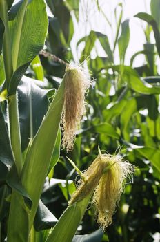 Green ears of corn showing the silk