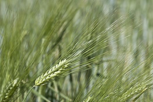 Barley spikes.