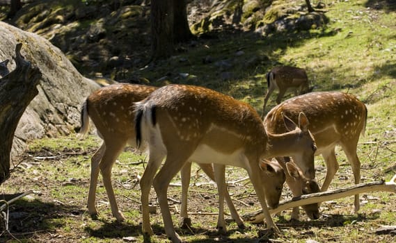 flock of deer in the forrest