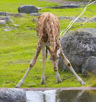 Giraffe drinking from the water in zoo