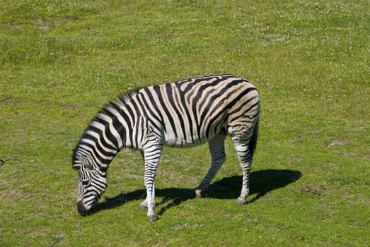 Zebra eating in the zoo