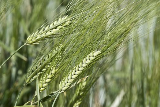 Barley spikes.