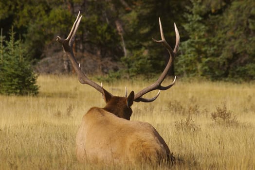 Bull elk in the wilderness