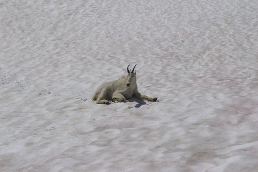 Mountain goat on a snow patch