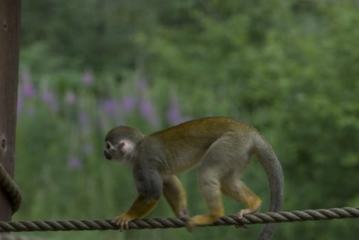 Monkey on a rope in the zoo

