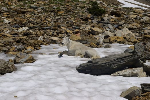 Mountain goat in the wilderness