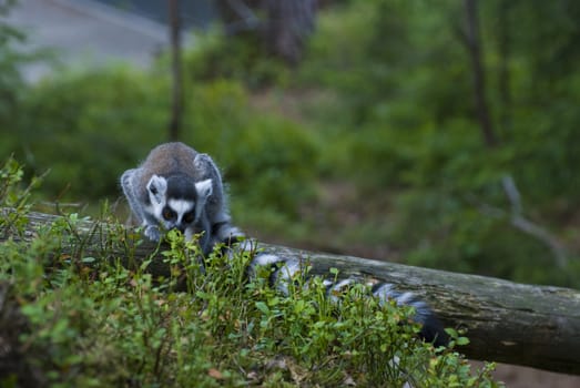 Lemur in the zoo