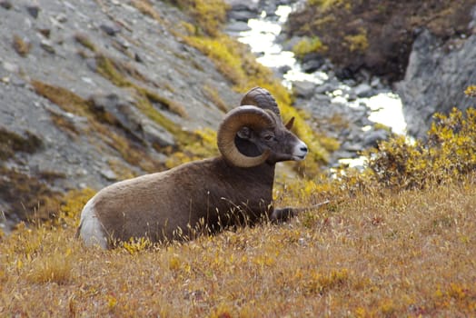 Rocky mountain sheep in the wilderness