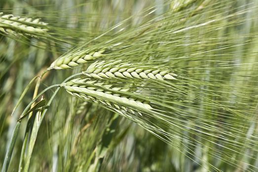 Barley spikes.