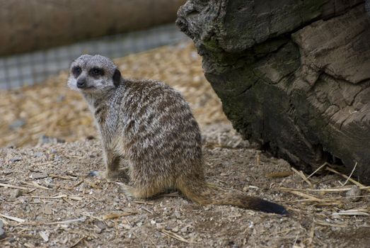 little surikat in the zoo