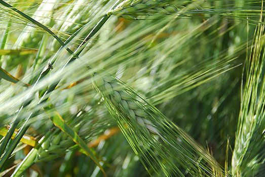 Barley spikes.