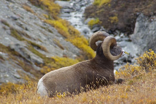 Rocky mountain sheep in the wilderness